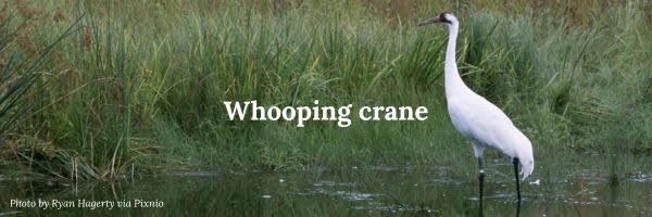Whooping crane